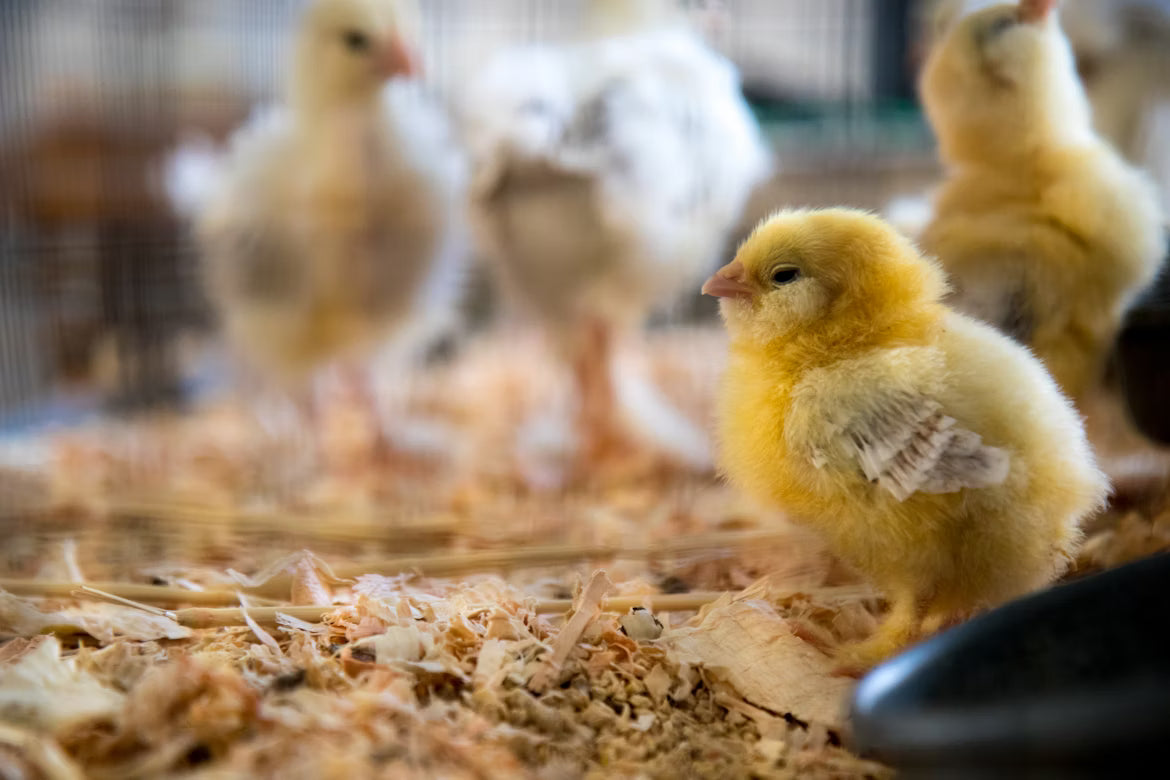 Broiler chicks, day old