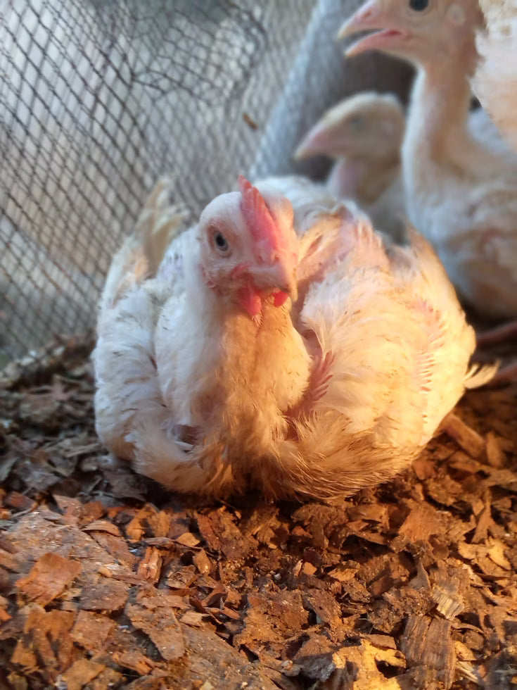 Broiler birds, 4-week old