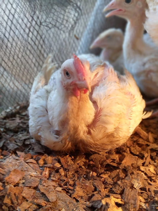 Broiler birds, 4-week old