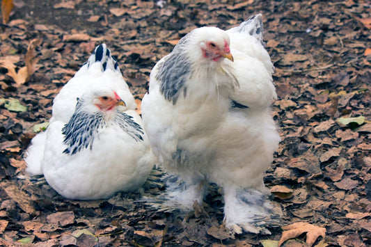 Broiler birds, 5-week-old