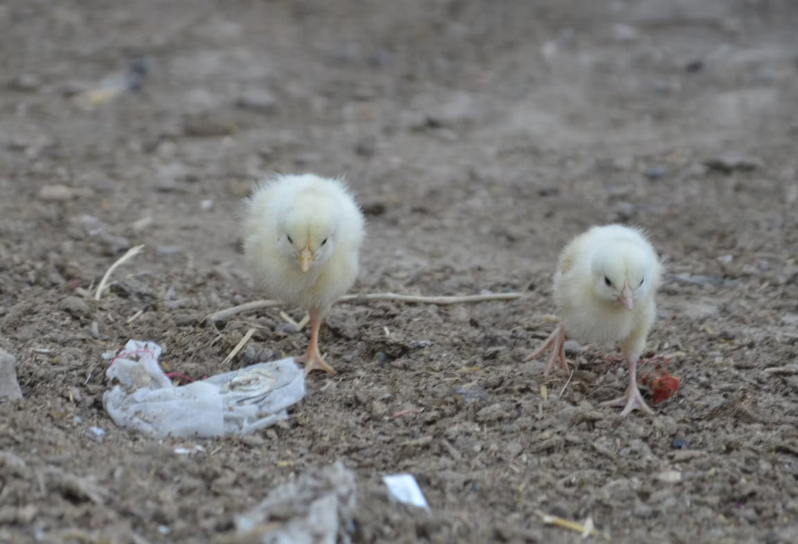 Broiler Chicks, two-week old